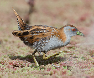 Түнжгэр (Оодон түнжгэр)